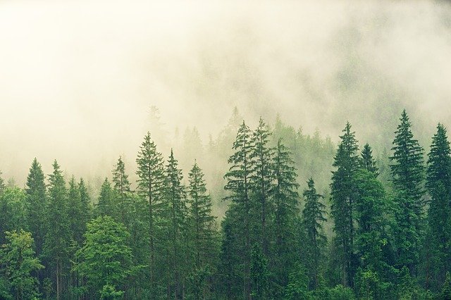 les-5-arbres-les-plus-bizarres-du-monde