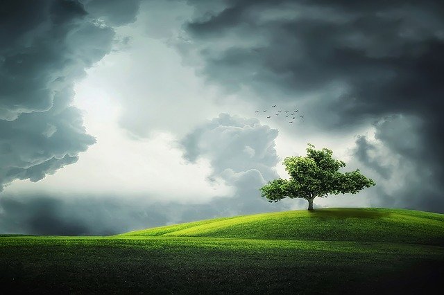les-5-arbres-les-plus-bizarres-du-monde